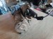 Стартер Opel  Le9 Opel  Le9